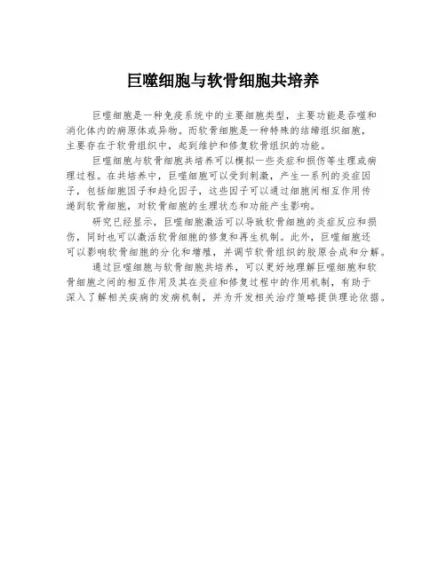 巨噬细胞与软骨细胞共培养