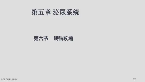 医学超声影像学膀胱超声