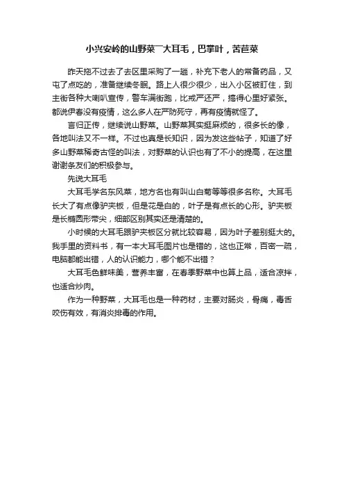 小兴安岭的山野菜――大耳毛，巴掌叶，苦苣菜