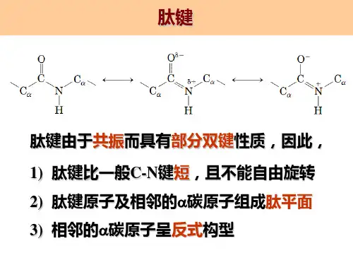 蛋白质的二级结构