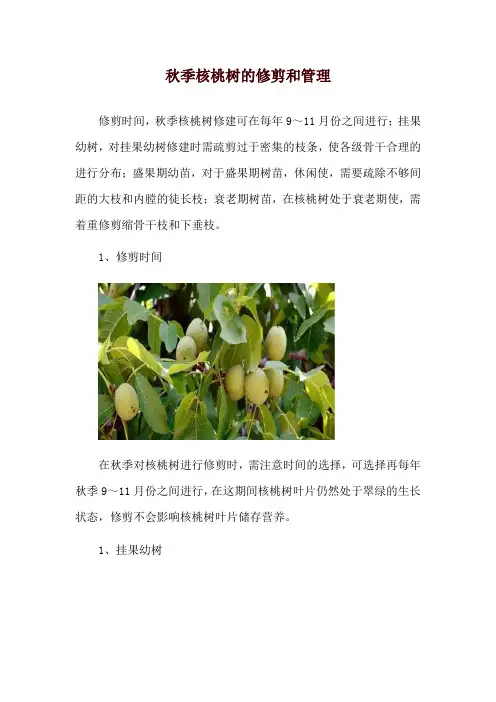 秋季核桃树的修剪和管理