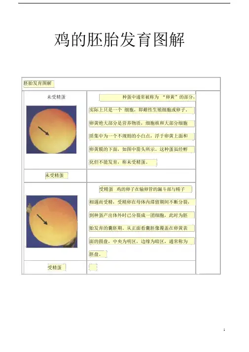 鸡的胚胎发育图解汇总--精选.docx