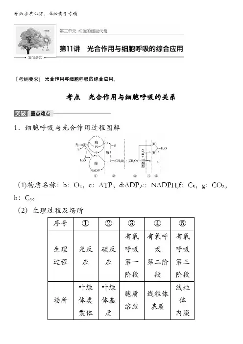 2018版高考生物(北师大版)大一轮复习讲义(文档)第三单元细胞的能量代谢第11讲含解析