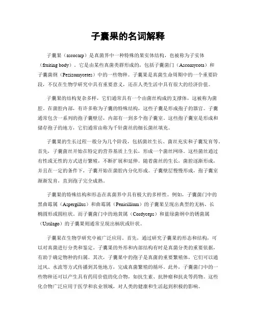 子囊果的名词解释
