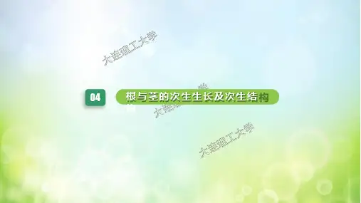 01-根与茎的次生生长及次生结构