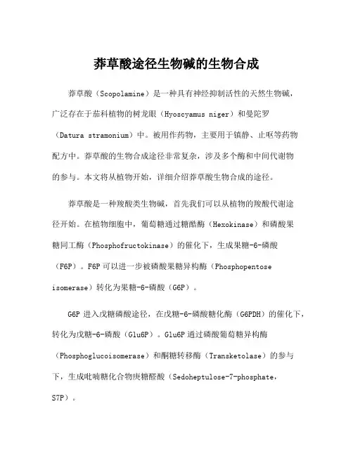 莽草酸途径生物碱的生物合成