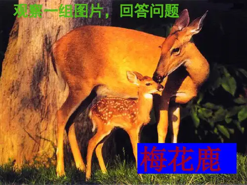 鲁科版生物八下8.2.2基因控制生物的性状(共37张ppt)