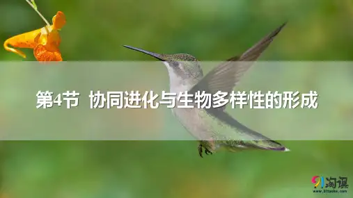 课件5：6.4 协同进化与生物多样性的形成