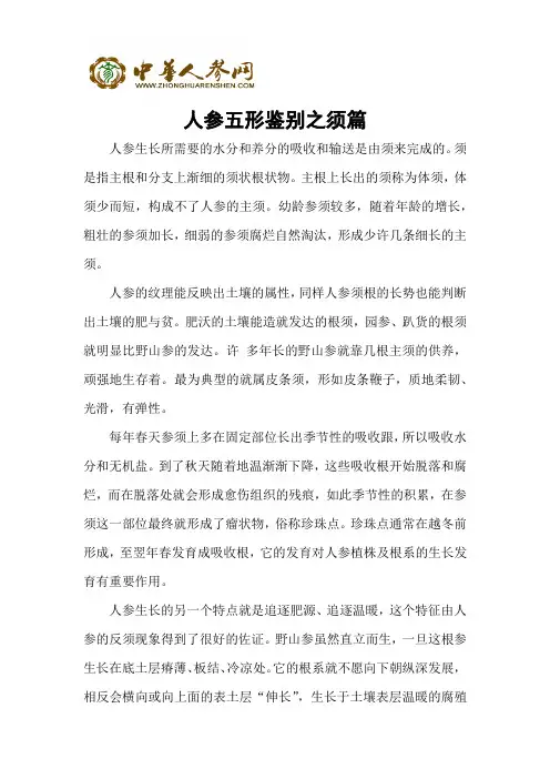 人参五形鉴别之须篇