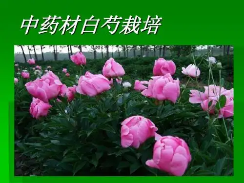 白芍栽培技术.