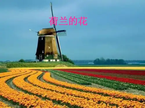 沪教版五年级下册《荷兰的花》1