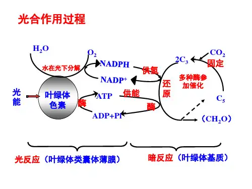 5.4.2光合作用的原理和应用PPT完美课件(共18张)