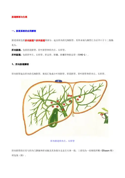 胆道解剖