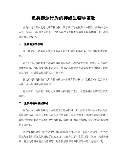鱼类游泳行为的神经生物学基础