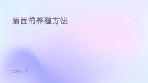菊苣的养殖方法
