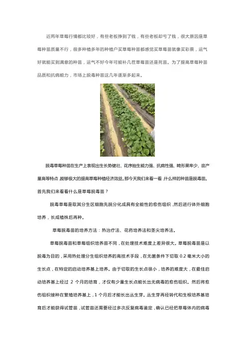 草莓种苗脱毒苗与组培苗的区别
