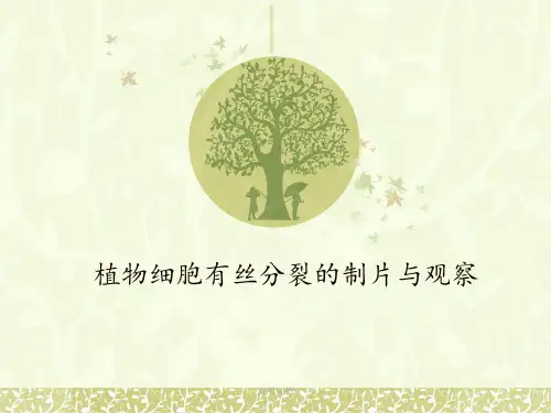 植物细胞有丝分裂的制片和观察