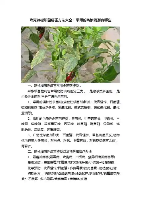 攻克辣椒细菌病害方法大全！常用的防治药剂有哪些