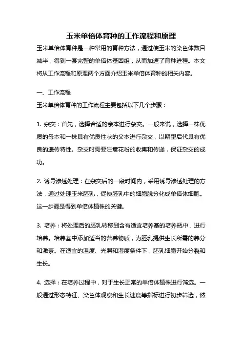 玉米单倍体育种的工作流程和原理