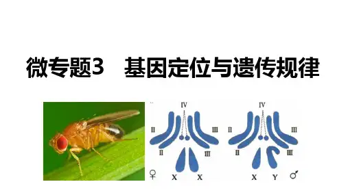 2023届高三生物二轮复习课件微专题  基因定位与遗传规律  