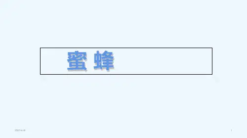 (赛课课件)部编版三年级下语文《蜜蜂》(共19张PPT)