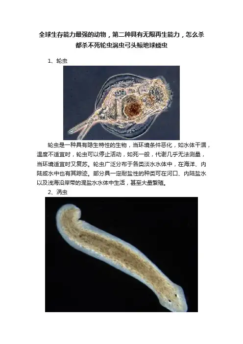 全球生存能力最强的动物，第二种具有无限再生能力，怎么杀都杀不死轮虫涡虫弓头鲸地球蠕虫