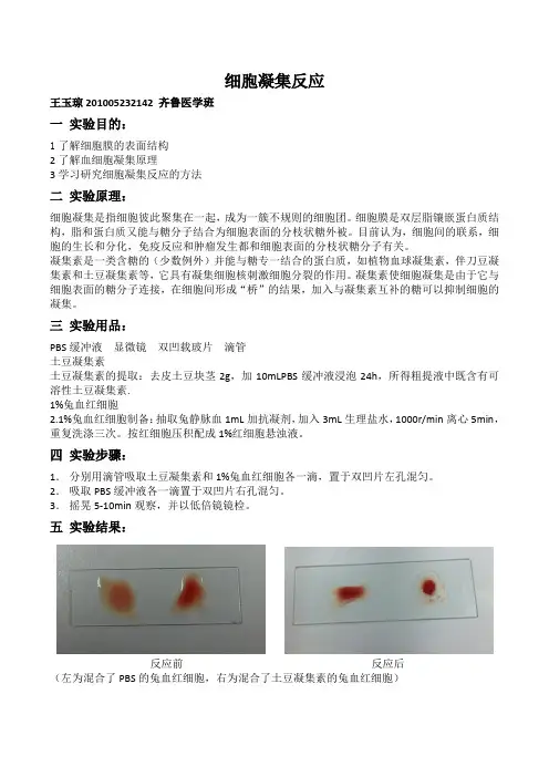 细胞凝集反应实验