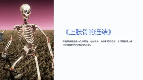 《上肢骨的连结》课件