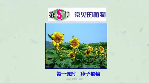 常见的植物第一课时课件