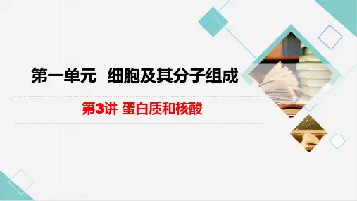 2024届高三一轮复习生物  第3讲 蛋白质和核酸 课件
