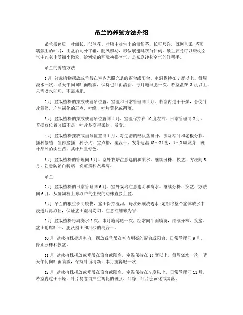 吊兰的养殖方法介绍