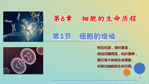 新教材高中生物细胞的增殖pptx课件新人教版必修1