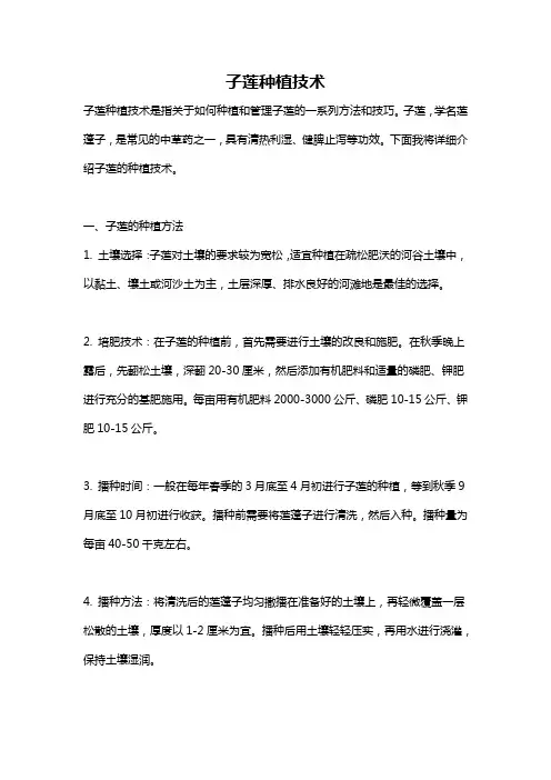 子莲种植技术