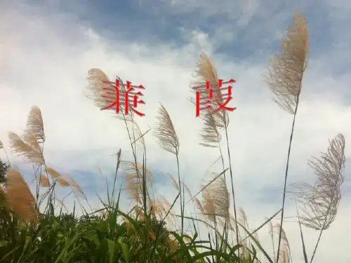 12《蒹葭》ppt公开课课件(11页)含教案