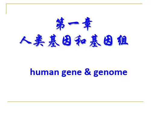 医学遗传学课件：2 第一章 人类基因和基因组