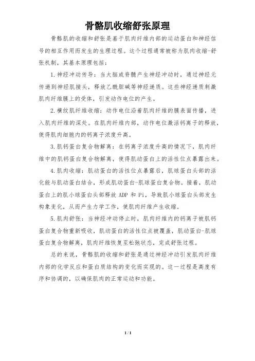 骨骼肌收缩舒张原理