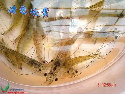 二年级语文上册课件_天鹅、大虾和梭鱼_3