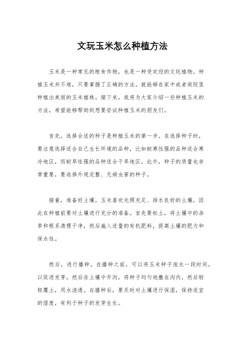 文玩玉米怎么种植方法