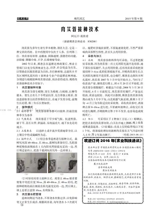 肉苁蓉接种技术
