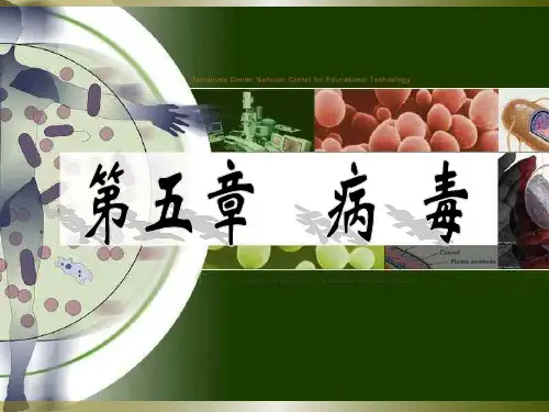 人教版初中生物课标版八年级上册第五单元第五章病毒(共33张PPT)