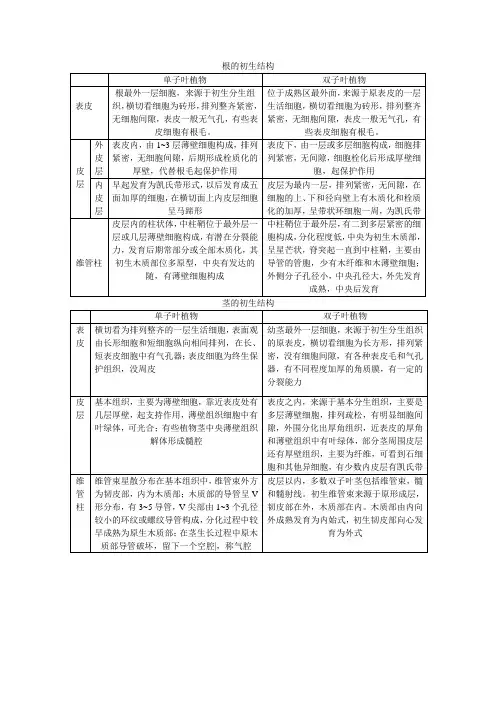 根的初生结构