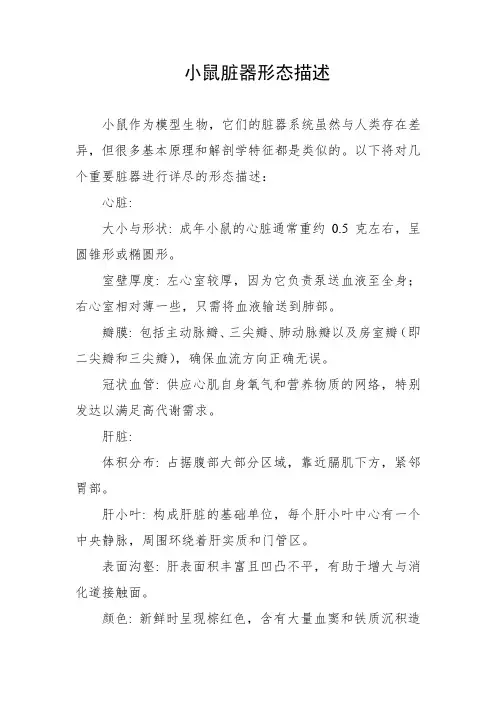 小鼠脏器形态描述