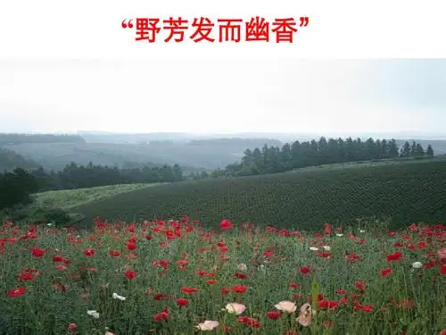 28.醉翁亭记   4F高效课件