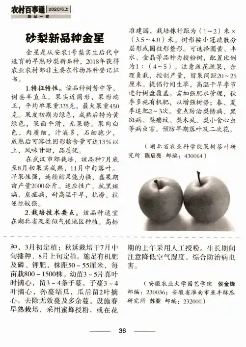 砂梨新品种金昱