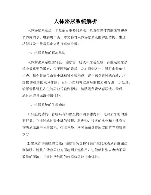 人体泌尿系统解析