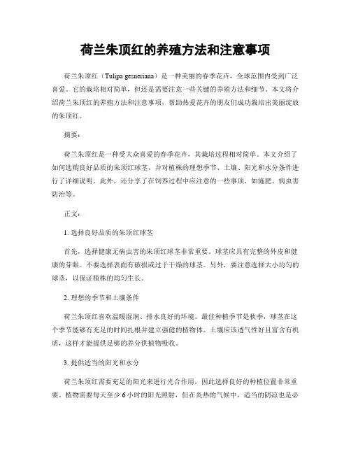 荷兰朱顶红的养殖方法和注意事项