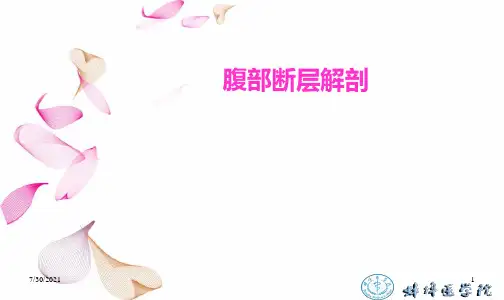 人体断层与影像解剖学：腹部断层解剖 (2)