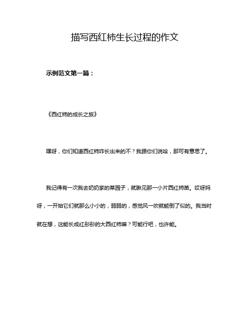 描写西红柿生长过程的作文