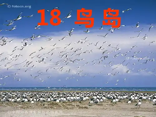 18《鸟岛》第二课时(苏教版)PPT课件