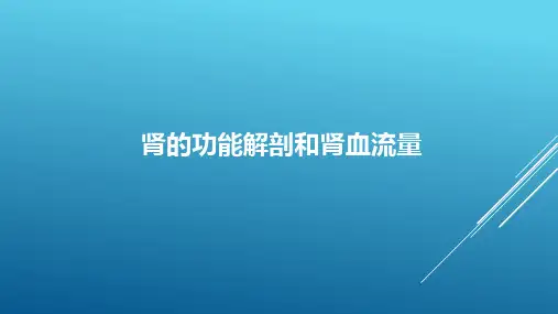 肾的功能解剖和肾血流量